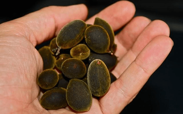Quả xay nhung từ lâu đã trở thành một loại trái cây đặc sản của Ninh Thuận