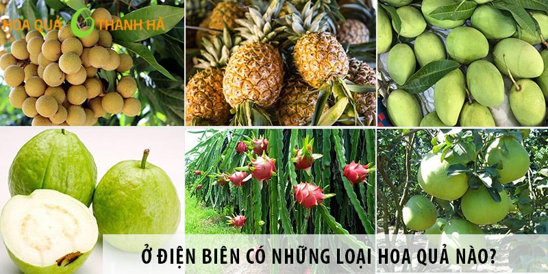 Ở Điện Biên có những loại hoa quả nào ngon?
